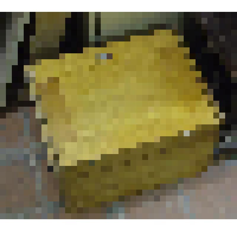 Микроскоп стереоскопический МБС-1