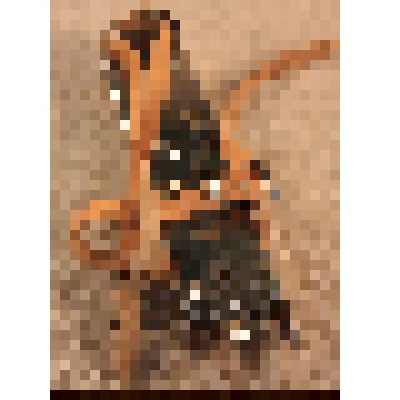 Конек детский двухполозный. От пары, из коллекции бытовых вещей семьи Бугаенко Павла Андреевича, профессора филологического факультета Саратовского государственного университета