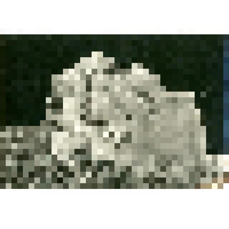 Фотография. Образцы цветной и белокочанной капусты собираемой для отправки с первой партией овощей в Булун. с. Павловское