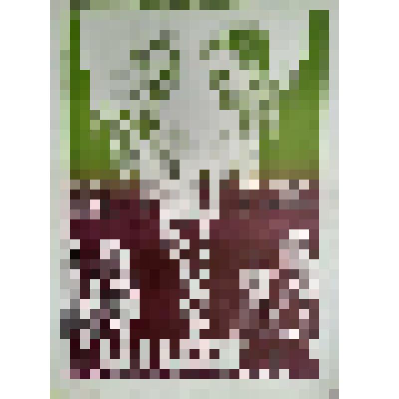 плакат. Фильм: Варварин день. 1982