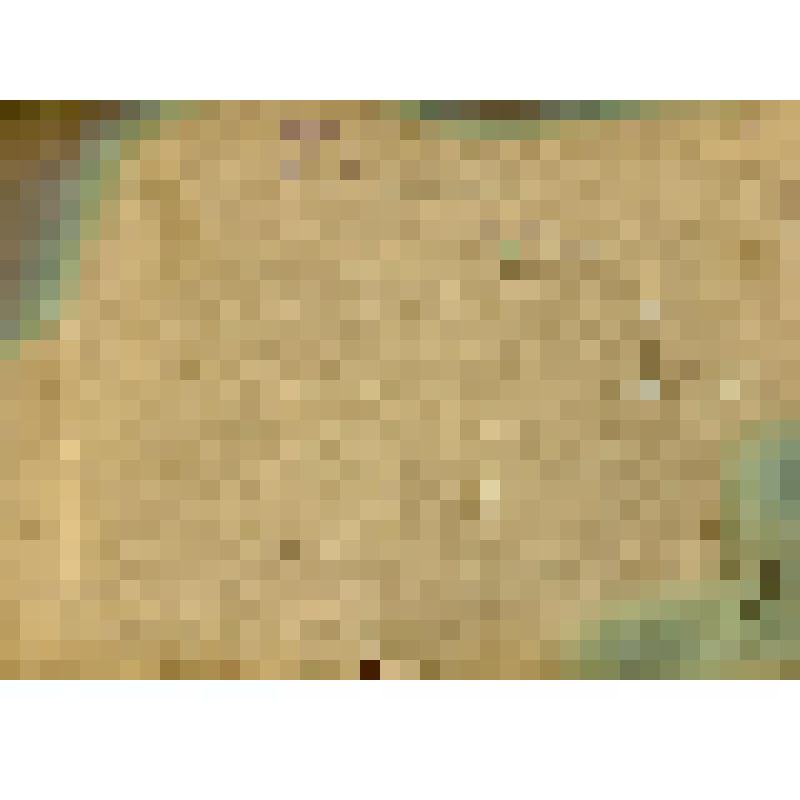 Фотография. Участники субботника по заготовке леса