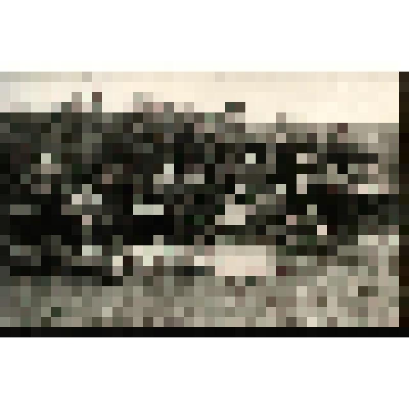 Фотография сюжетная. Трудящиеся цеха ТАИ Богословской ТЭЦ на уборке картофеля на 11-м сельхозе