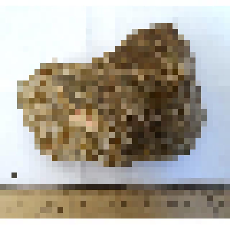 Обломок правой пятой пястной кости metacarpale V dex таманского слона Archidiskodon meridionalis tamanensis