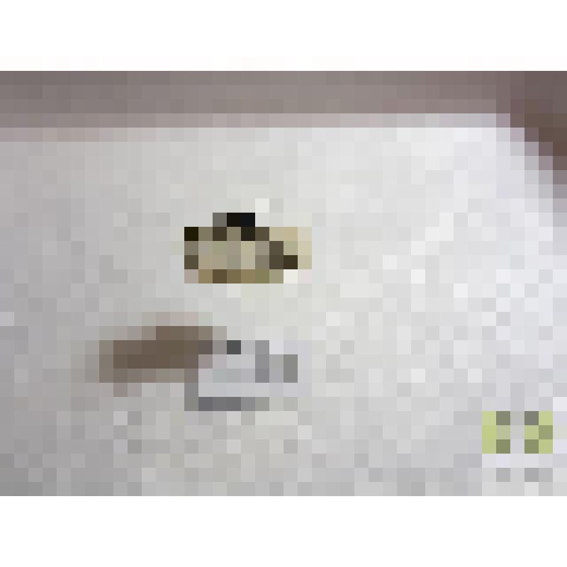 Лебия синеголовая (Lebia cyanocephala L.)