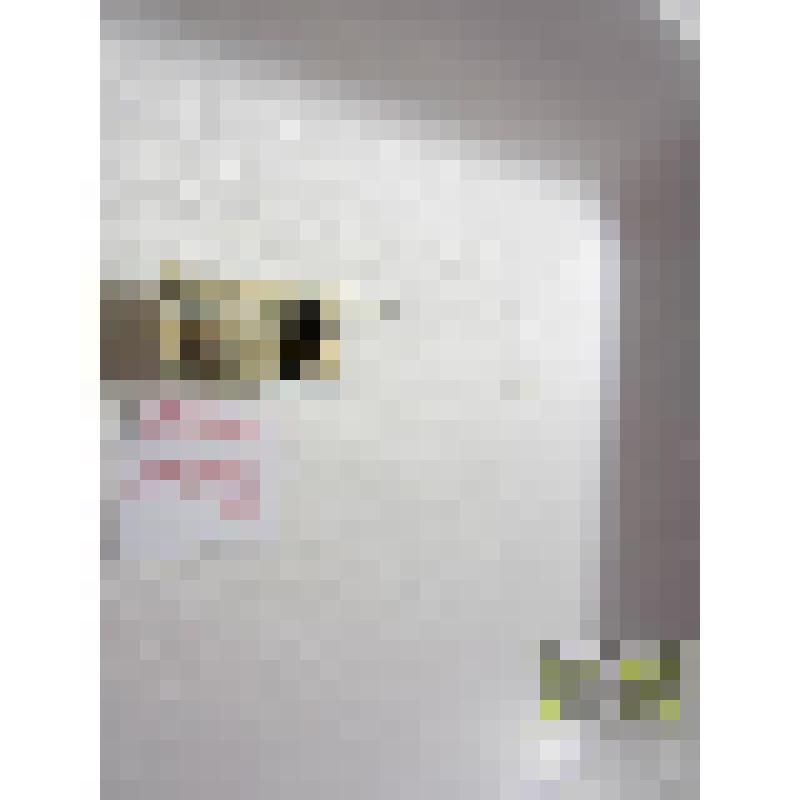 Хищник бронзовый (Philonthus aeneus)