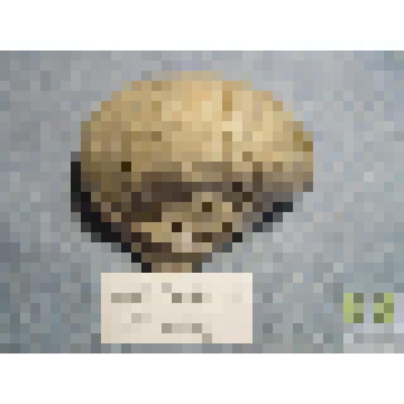 Грифея дилатата (Gryphaea dilatata)