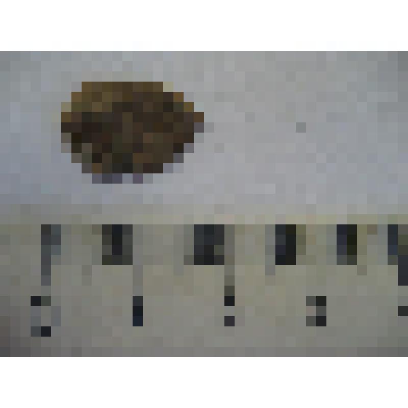 Отщеп мелкий. Из археологической коллекции поселения Проходная Лоза, (совр. Кировская область, Малмыжский район), эпоха бронзы, эпоха камня (VI-II тыс. до н.э.)