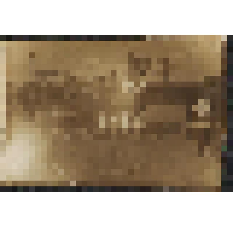 Фотография. Баскетбольная команда