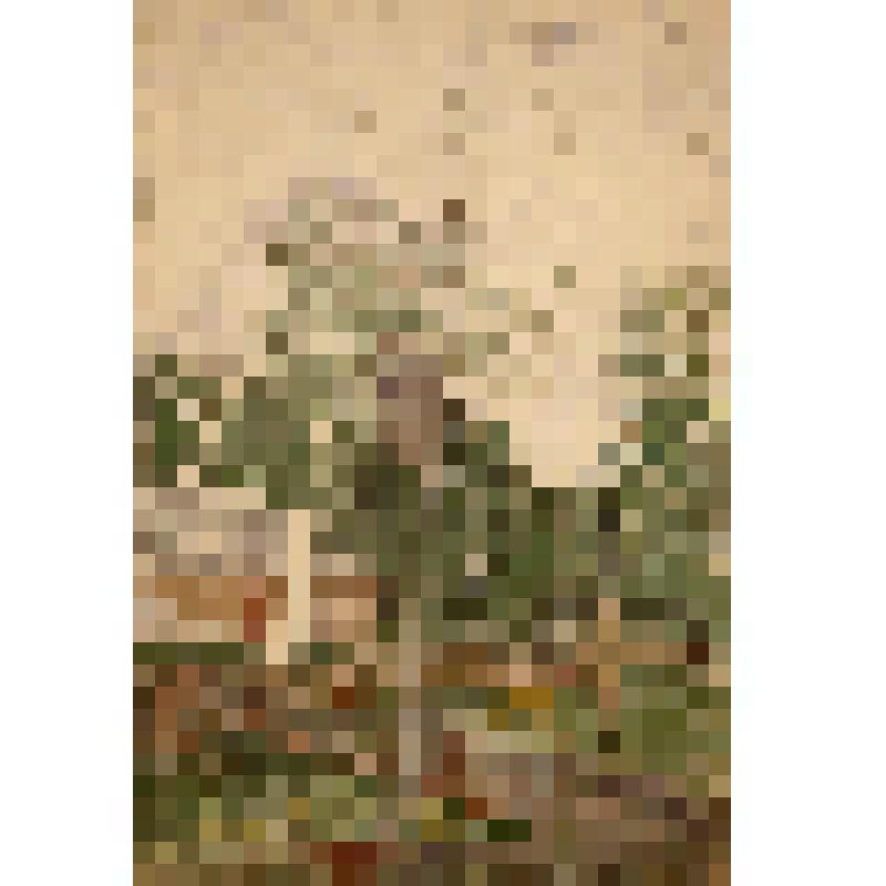 Скворечник