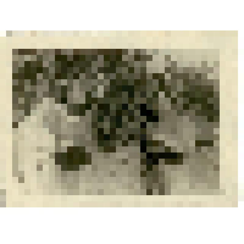 Фотография. Беркут Ольга Дмитриевна, научный сотрудник Саратовской опытной станции садоводства, с коллегами, во время изучения новых сортов в коллекционном саду