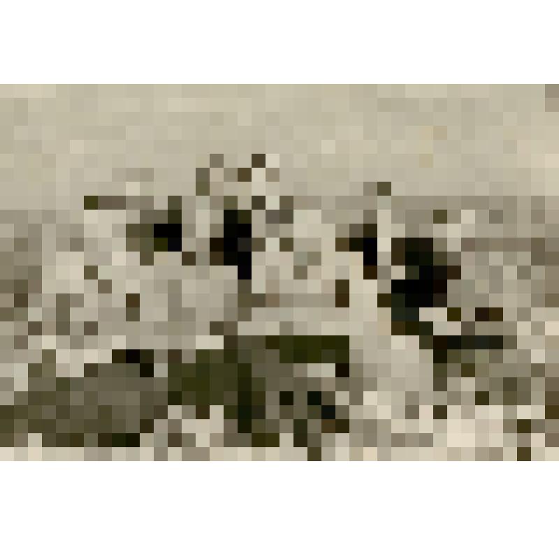 Фотография. Радина Вера Федоровна, бригадир полеводческой бригады колхоза «Большевик» с бригадой в поле