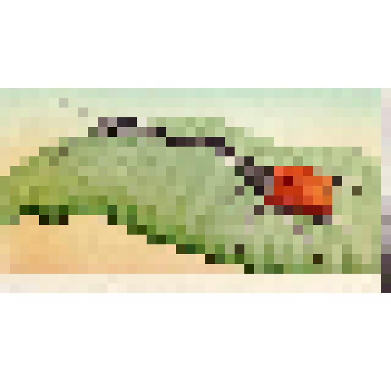 Жук трубковёрт с о-ва Мадагаскар (с.20)