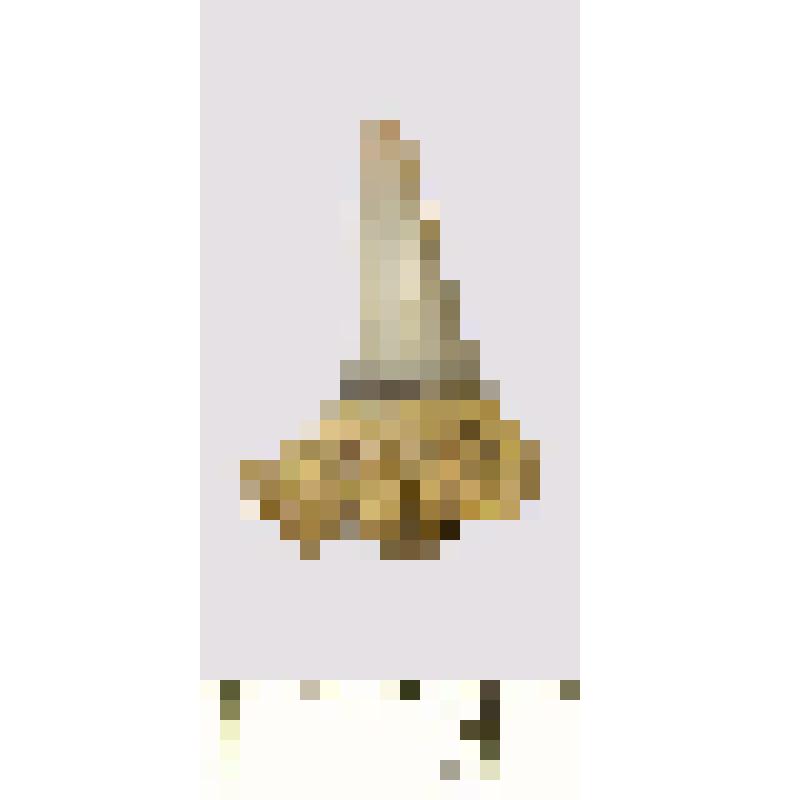 Зуб (фрагмент). Акула. Paraorthacodus sp. Классификация: Хордовые Chordata, Позвоночные Vertebrata, Хрящевые рыбы Chondrichthyes, Пластиножаберные Elasmobranchii