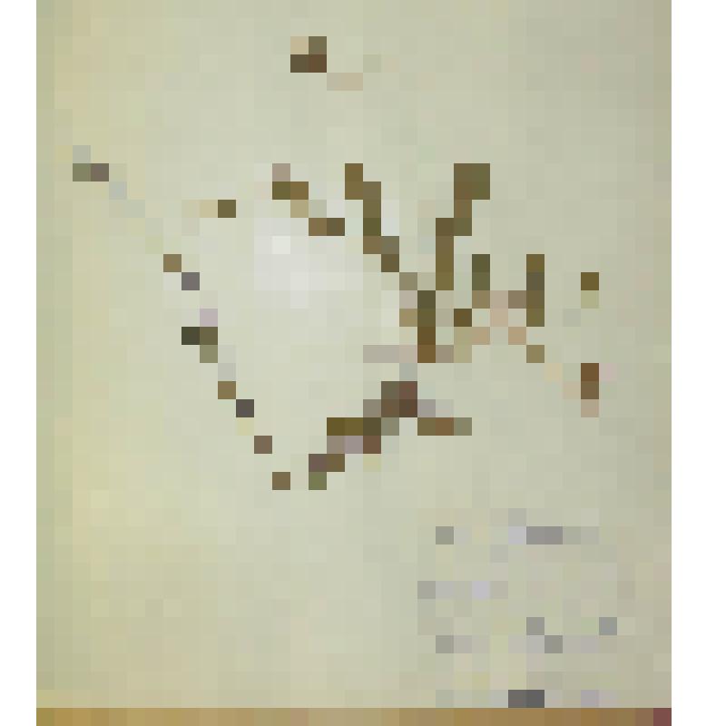 Ястребинка волосистая Hieracium pilosella L