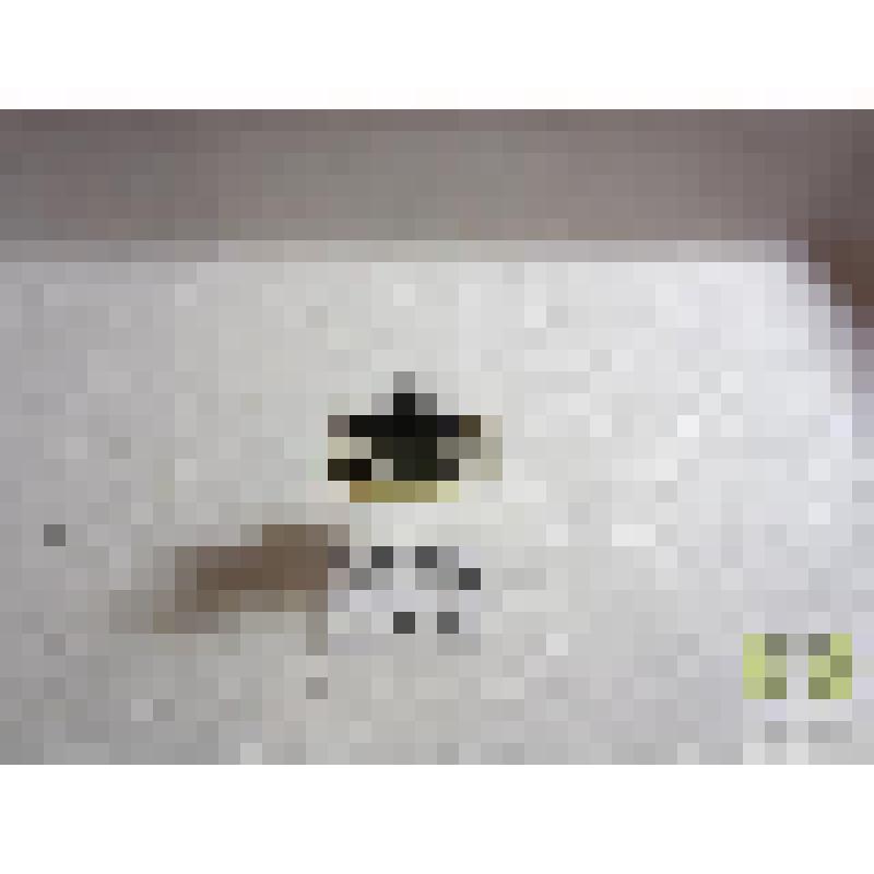 Краснолоб двупятнистый  (Anisodactylus binotatus F.)