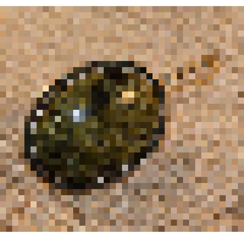 Серьга из серпентинита (змеевика) Ермаковой В.А., народной артистки СССР, из коллекции материалов Ермаковой Валентины Александровны (1924-2003), народной артистки СССР, лауреата Государственной премии России и премии имени Станиславского, профессора Сарат