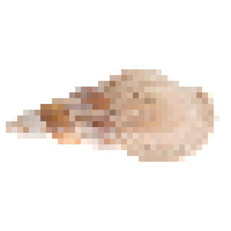 Раковина. Букцинум охотский. Buccinum ochotense (Middendorff, 1848)