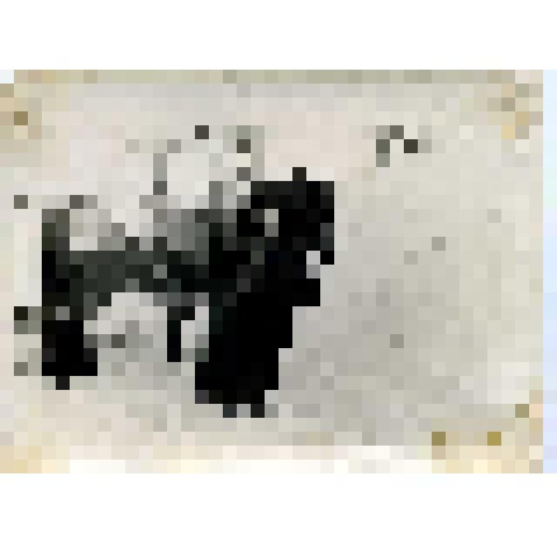 Фото Манжела Николая Степановича с гармошкой