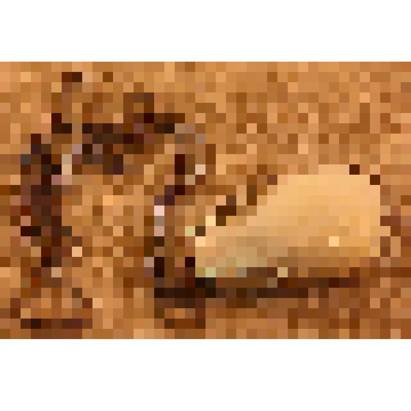 Кулон "Перламутровая раковина" Ермаковой В.А., народной артистки СССР, из коллекции материалов Ермаковой Валентины Александровны (1924-2003), народной артистки СССР, лауреата Государственной премии России и премии имени Станиславского, профессора Саратовс