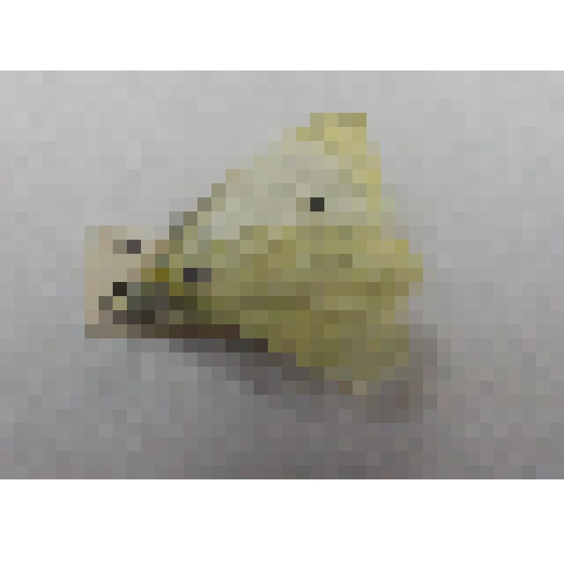 Бабочка семейства Белянки (Pieridae) "Репница (Pieris rapae Linnaeus, 1758)"