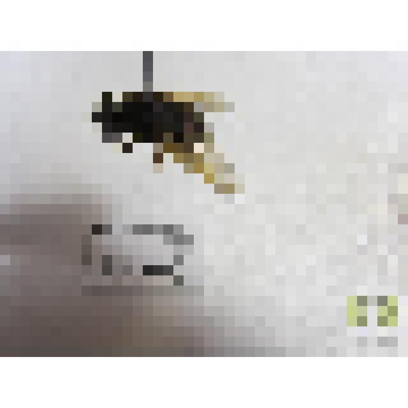 Журчалка северная (Cinxia borealis Flln.)