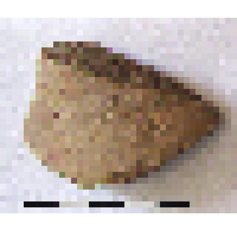 Фрагмент плеча амфоры типа D с дипинти