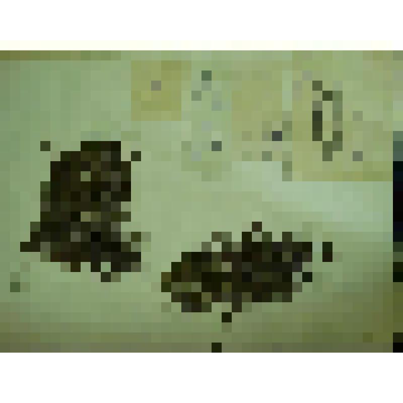 Гербарий. Дриада точечная, гербария М.И.Губельмана