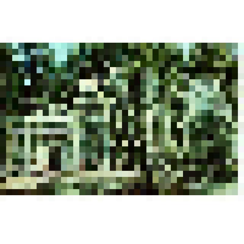 Открытка. Петродворец. Фонтан "Адам"