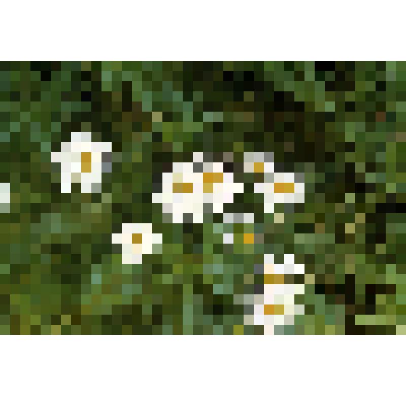 Слайд. Цветы ромашки