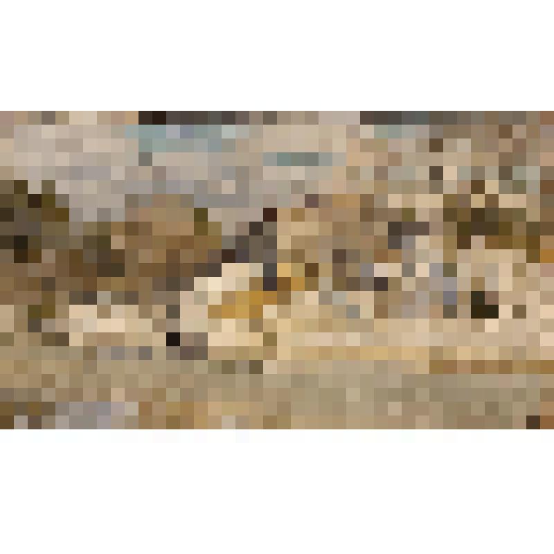 Мельничный амбар на реке Еденьге в апреле. Этюд