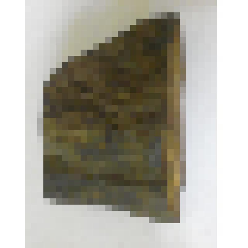 Минерал окаменелое дерево