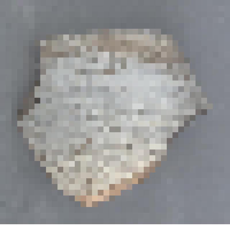 Сосуда белоглиняного ангобированного венчика фрагмент