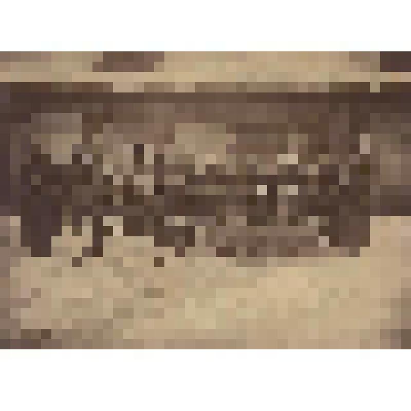 Фотография. Почтовая тройка Новгородской станции  вольных почт с пассажиром