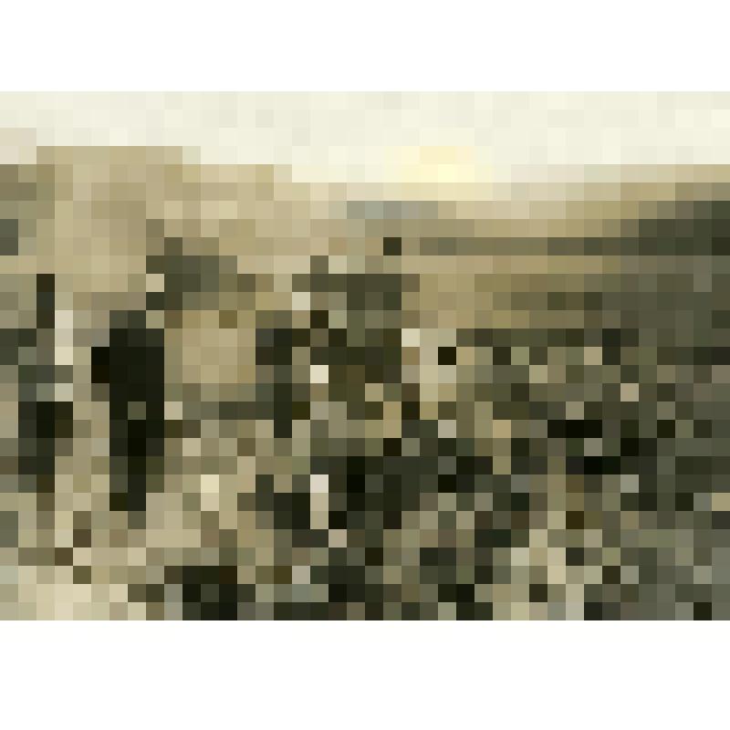 Фотография. Пахота в колхозе «Рольник» в пригороде г. Новороссийска