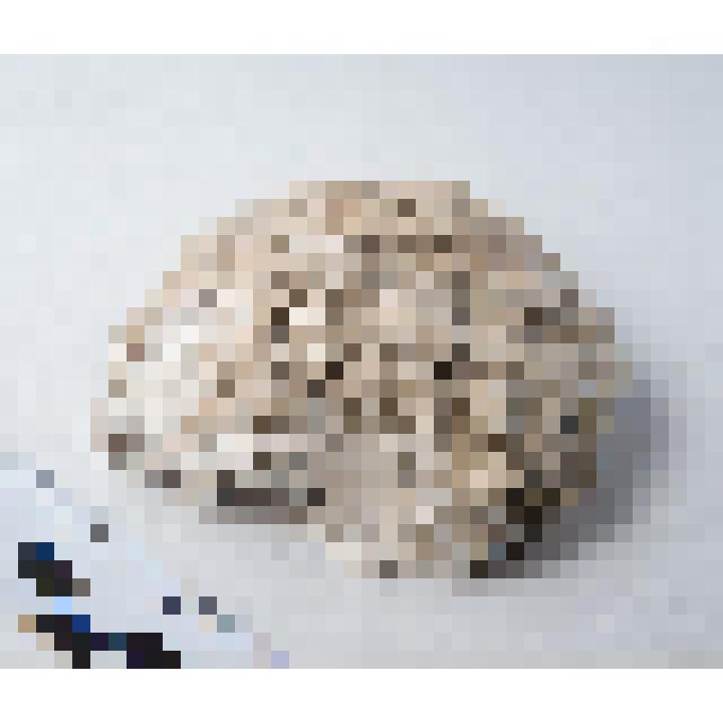 Раковина морская