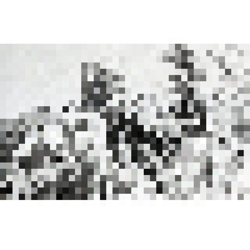 негатив. Орех серый