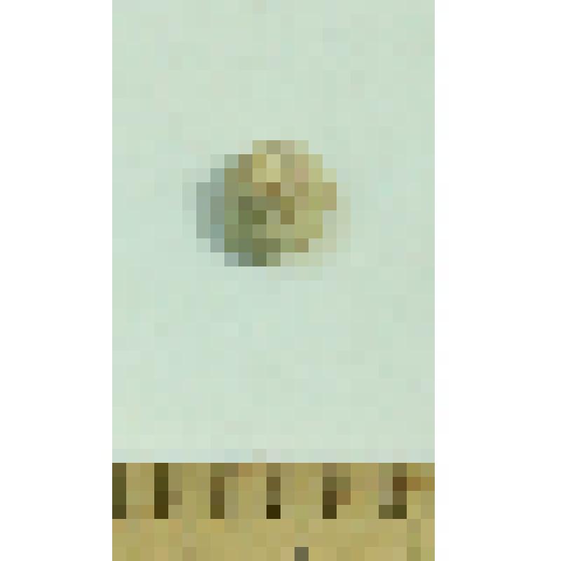 Стеромфала Steromphala divaricata