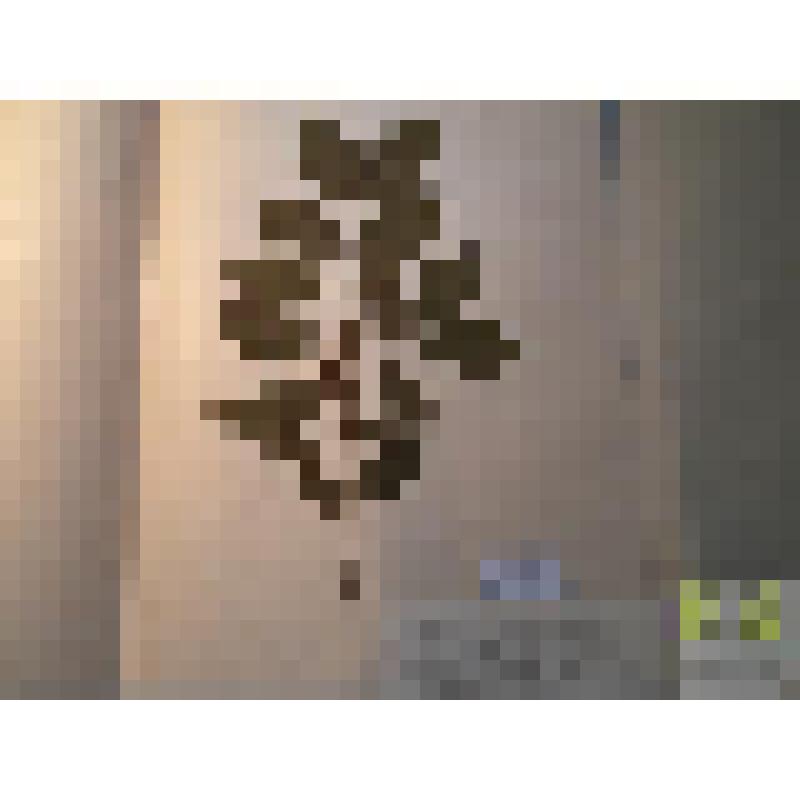 Жимолость лесная (Lonicera xylosteum)