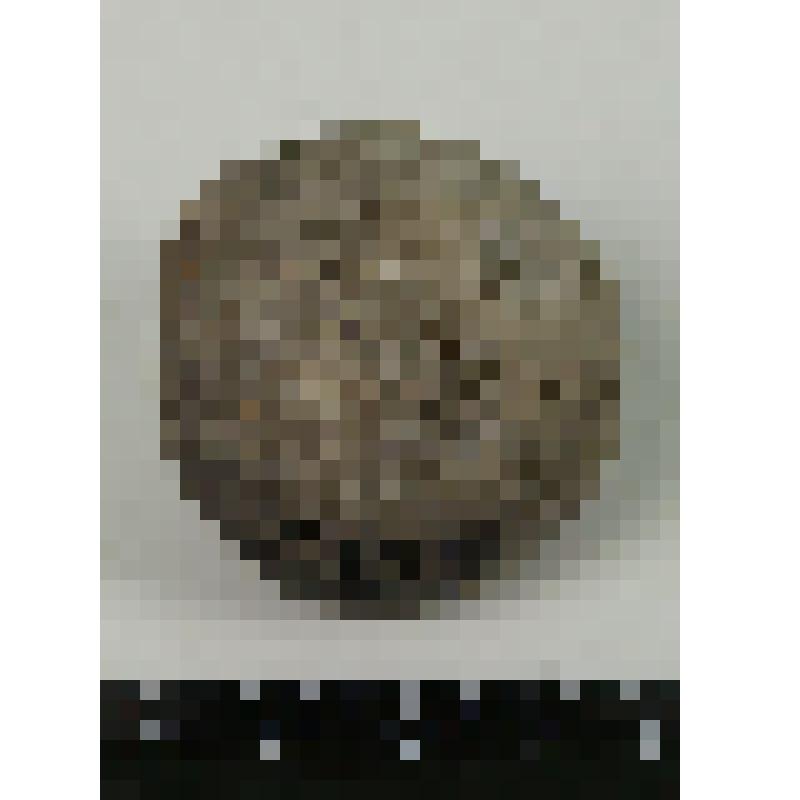 Палеонтологический образец. Цистоидея. Echinosphaerites aurantium
