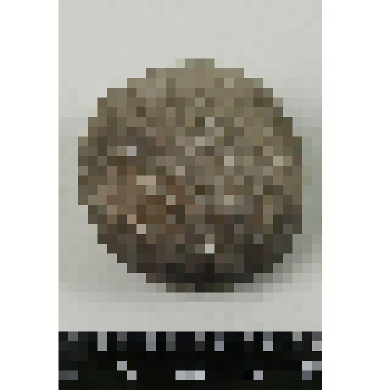 Палеонтологический образец. Цистоидея. Echinosphaerites aurantium