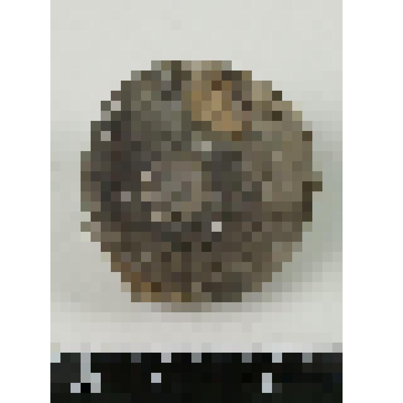 Палеонтологический образец. Цистоидея. Echinosphaerites aurantium