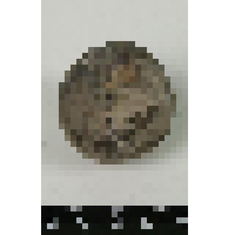 Палеонтологический образец. Цистоидея. Echinosphaerites aurantium