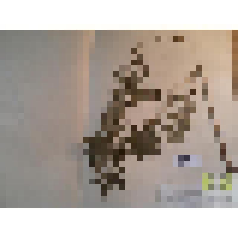 Репешок волосистый (Agronomia pilosa Ledeb.)