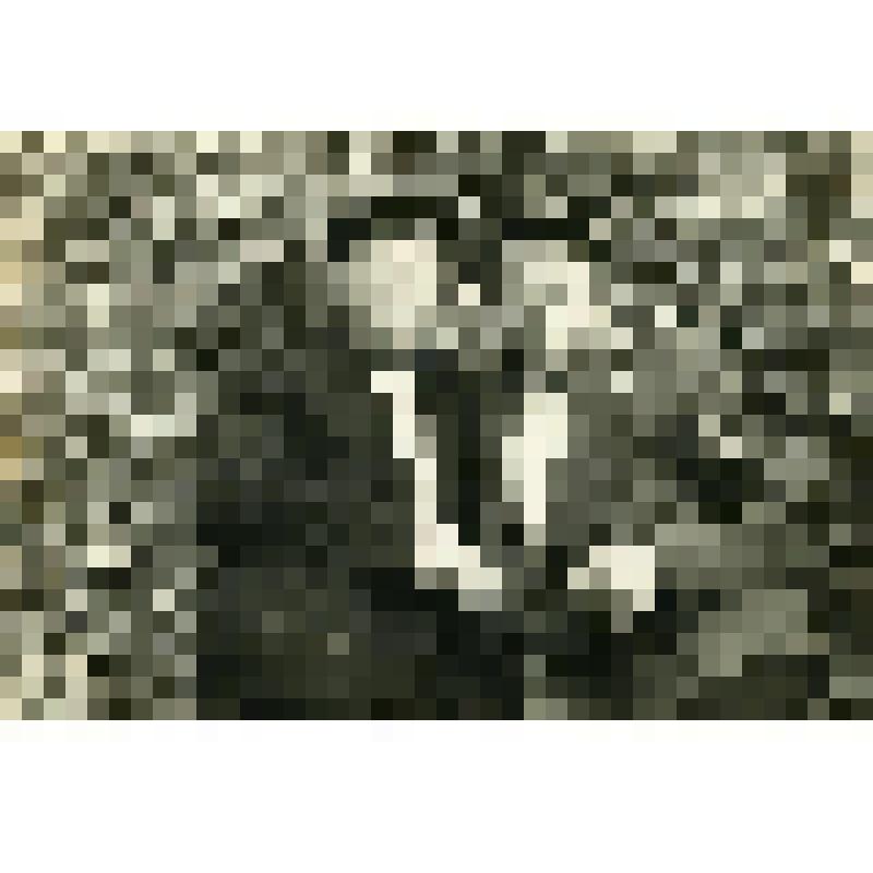 Фотография. Д. Чижов и Качалин Д., жители села Дьяковского в Коломенском парке