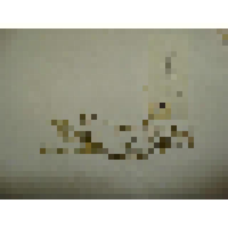 Гербарий. Ясколка пятитычинковая. Из гербария "Флора Ингрика"