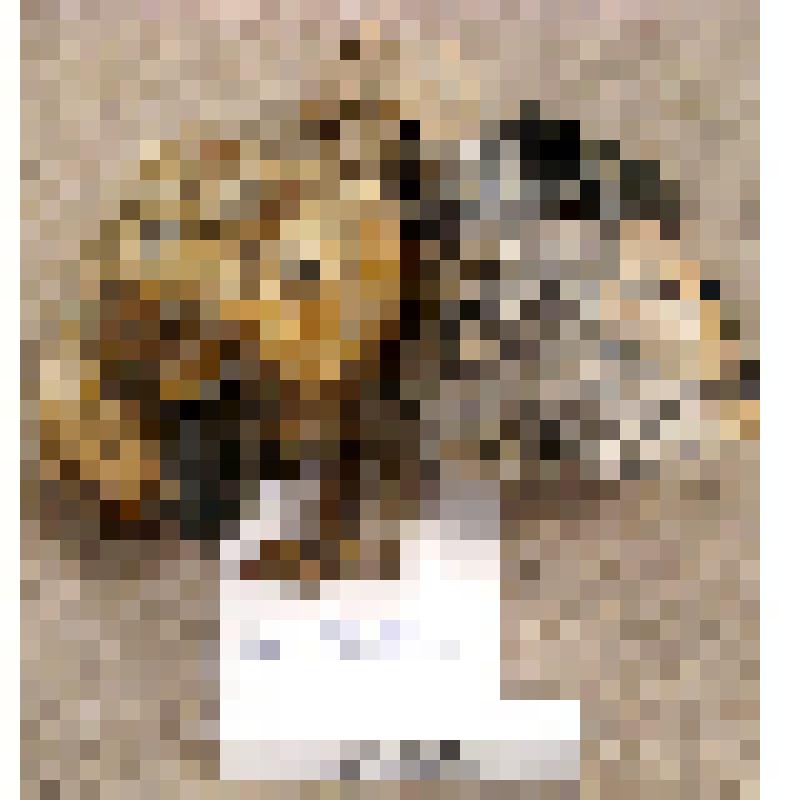 Морион (кристаллы в пегматите)