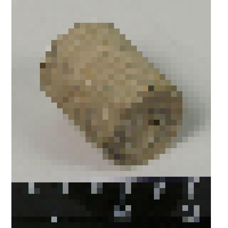 Палеонтологический образец. Часть стебля морской лилии. Synerocrinus incurus
