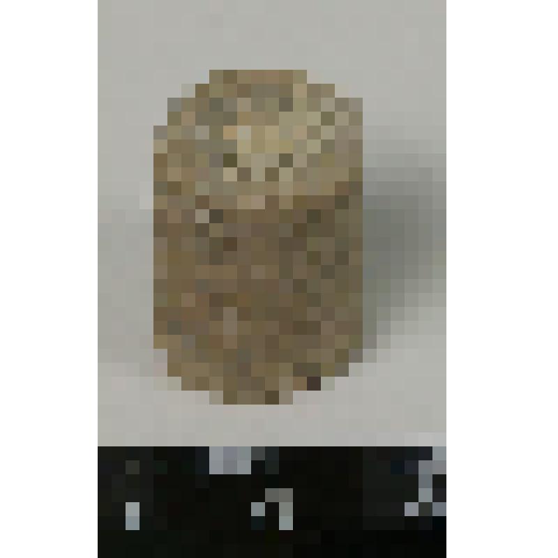 Палеонтологический образец. Часть стебля морской лилии. Synerocrinus incurus