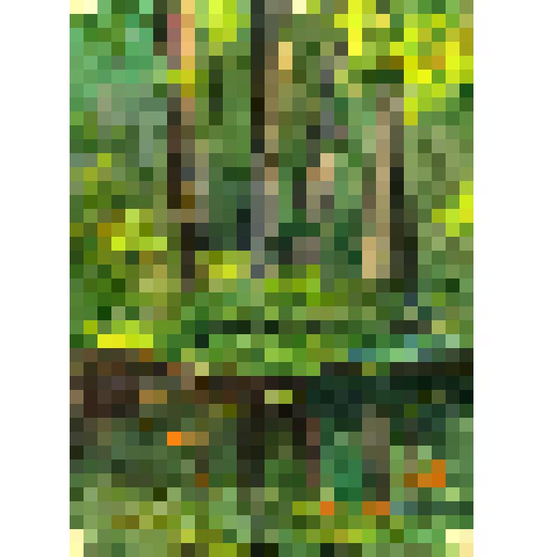 Рисунок. Сергей Шилов. Лес. Этюд