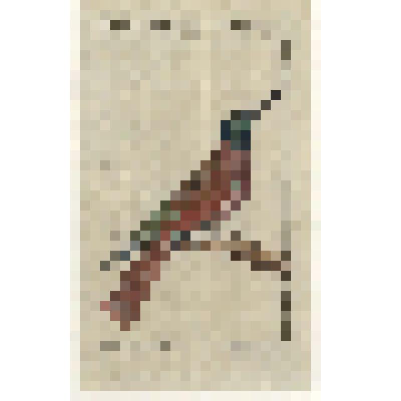 "Der rothe blaukopfiges Bienenfresser. S.253." Резцовая гравюра, раскрашенная от руки